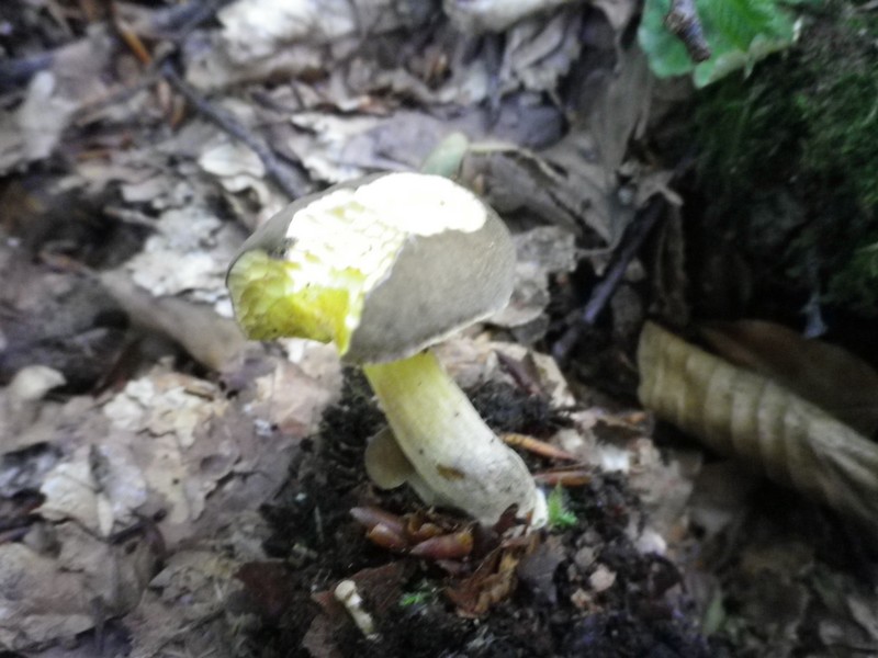 Piccolo boleto giallo